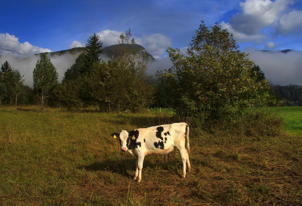 Appartamento Apartmaji Pri Marodnu Bohinj Esterno foto